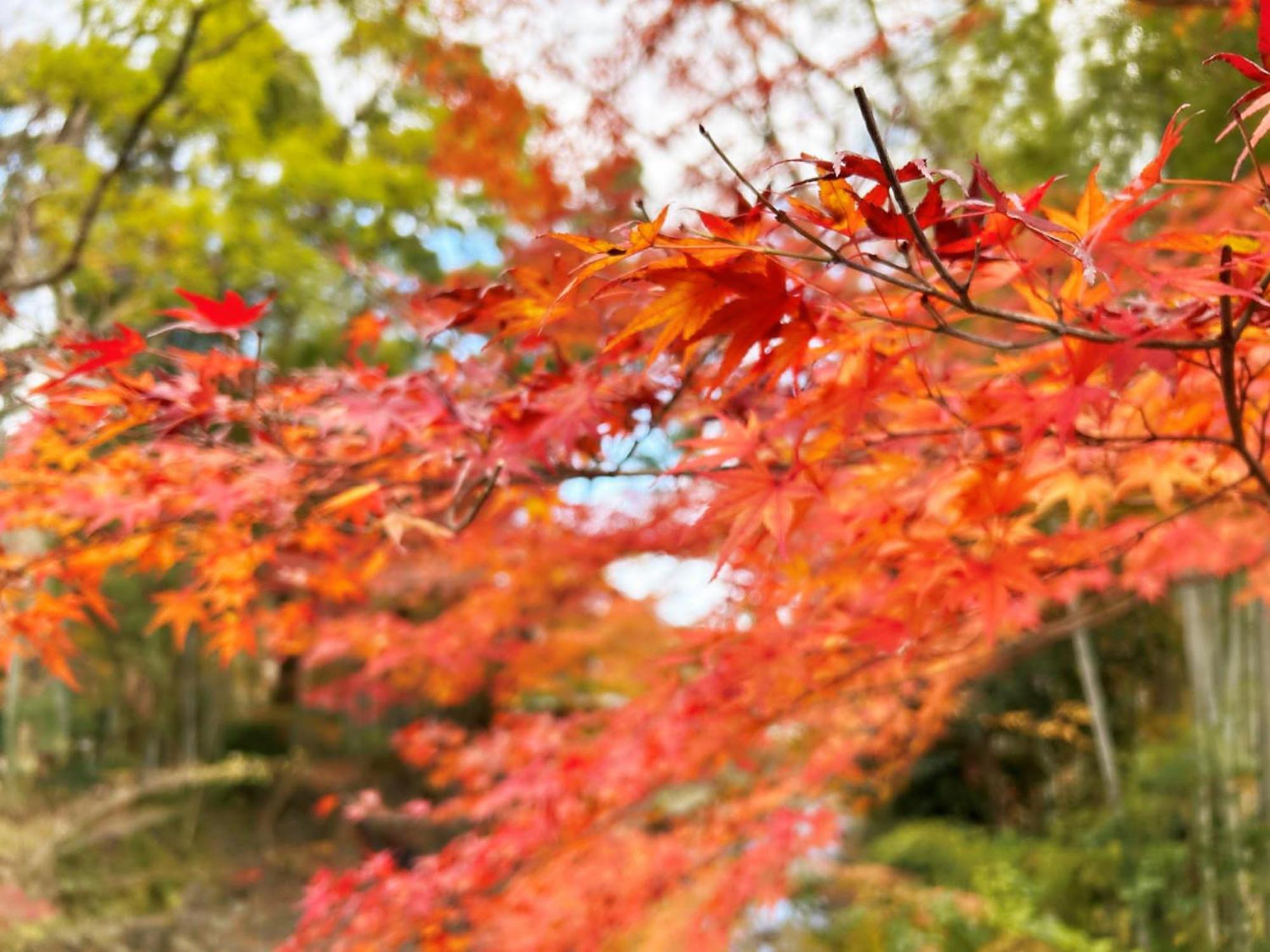 Shuzenji Onsen Hotel Takitei Izu  Exterior photo
